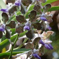 Vanda tessellata (Roxb.) Hook. ex G.Don
